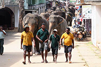スリランカ６つの世界遺産を巡る旅